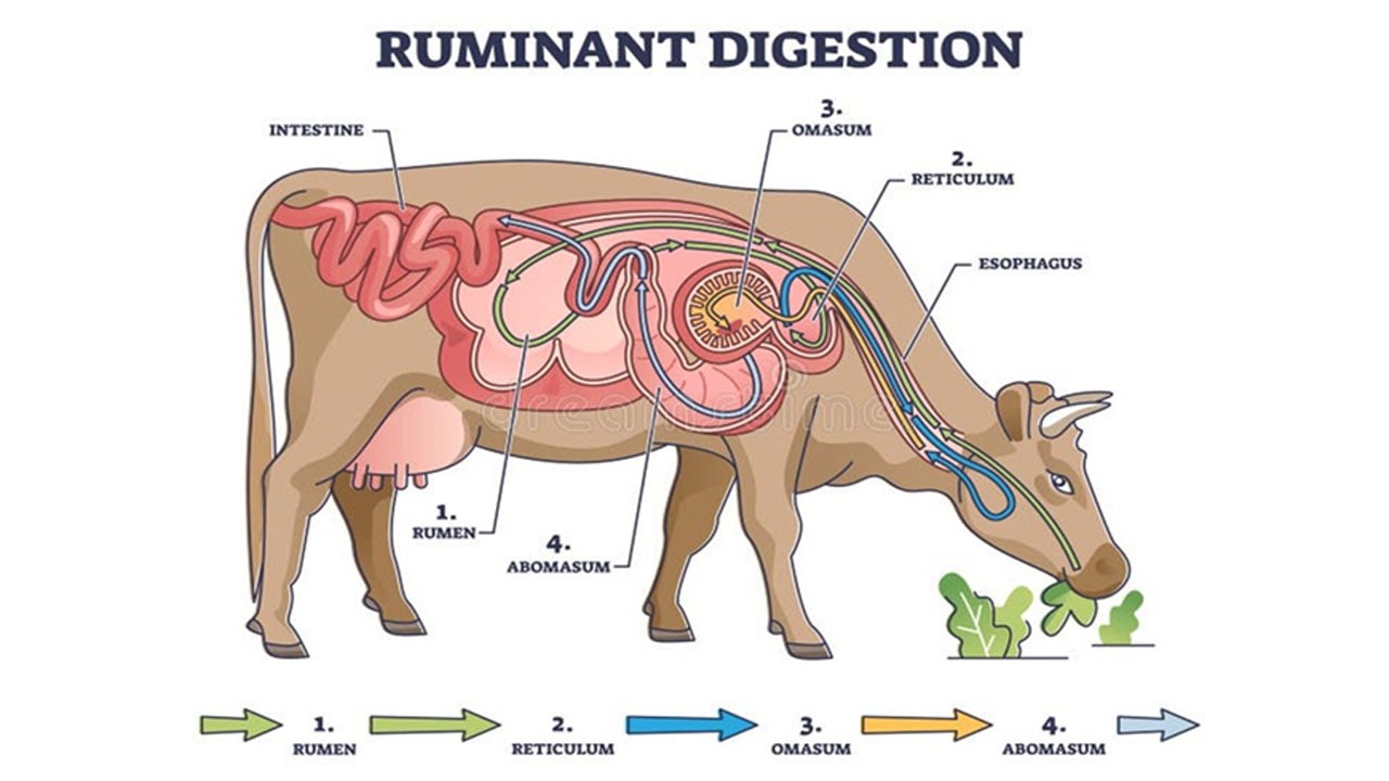 Milk yield and microbiome